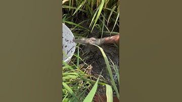 Cá lóc cá rô đồng dồn xuống vũng nước, mắc cạn nhảy tành tạch #shorts