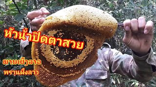 "HONEY​ HUNTING​ IN​ LAOS"(ลองพิสูจน์)​ผลัด​กันจับผึ้ง​ด้วยมือเปล่า​#พรานผึ้งลาว