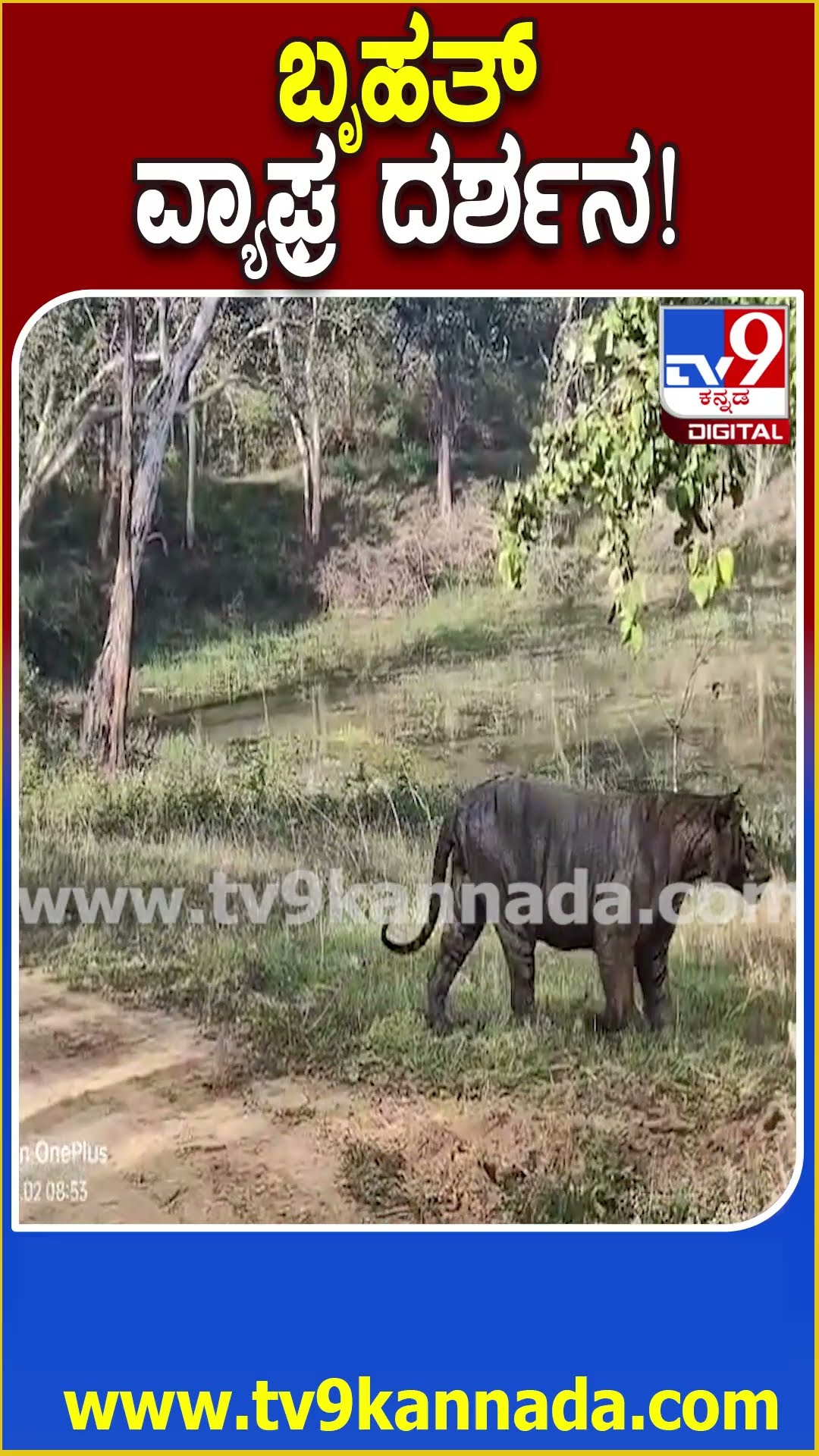ಬೃಹತ್ ವ್ಯಾಘ್ರ ದರ್ಶನ! #Tiger #Tv9D
