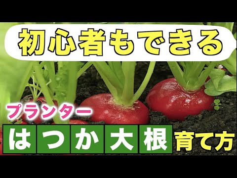 1 初心者もできる はつか大根の育て方 タネまき 植え方 プランター菜園 Youtube