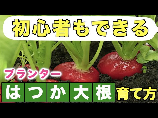 1 初心者もできる はつか大根の育て方 タネまき 植え方 プランター菜園 Youtube