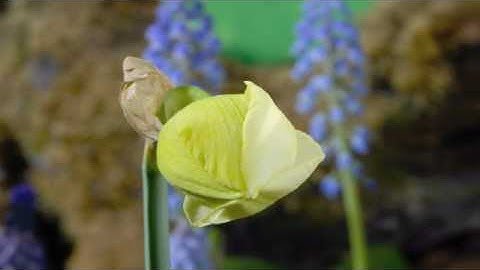 Timelapse Daffodil double
