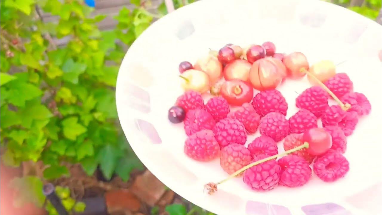 cherry and raspberry harvest. Hindi/Urdu YouTube