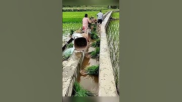 Bí quyết cấy lúa thông minh của nông dân Thái #shorts