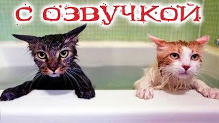 Приколы С Котами С Озвучкой! Смешные Коты И Кошки 2022! До Слёз!