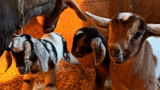 First baby goats are here! Triplets!
Oh man. I forget every year how impossibly sweet baby goats are. Thistle had three adorable kids this afternoon! And so the fun begins!
Amelia Bedelia arrived first, a precious dainty doeling. Second was a beautiful brown belted buckling. We are calling him Alexander after the classic kids book Alexander and the Terrible, Horrible, No Good, Very Bad Day! And the last born was a huge buckling who looks like a magical mythical creature ā A white belt and epic spots and blue eyes! We are calling him Aslan after the noble lion and true King of Narnia in The Lion, the Witch and the Wardrobe. Fun to have goat kids who remind us of some of our favorite reading memories!
So excited to head out to see these new friends in the light! Better pics soon. First baby goats are here! Triplets!