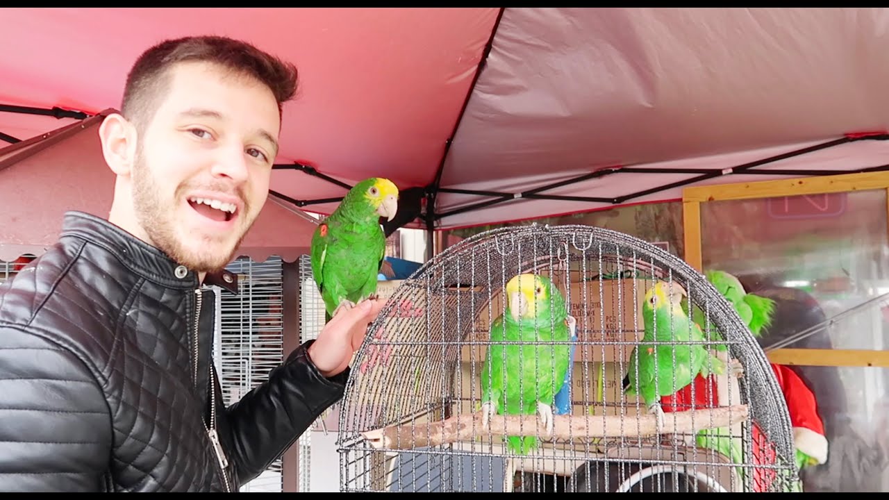 اخذت ميزو يشوف امه وابوه بالسوق الي اشتريته منه..