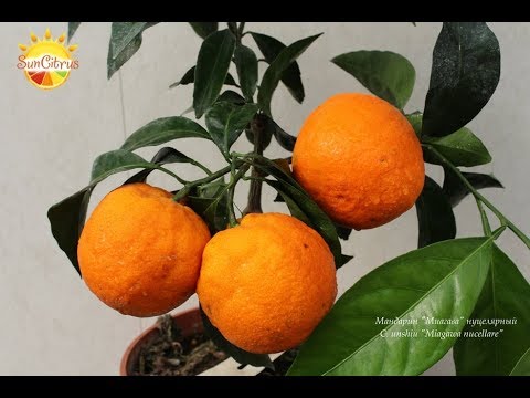 Video: Skirtumas Tarp Clementine Ir Mandarin