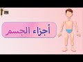 Human Body Parts In Arabic For Kids تعليم الأطفال أجزاء جسم الإنسان بدون موسيقى