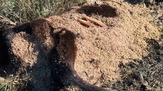 Millions of Maggots (Graphic Content) by Michael Delaney 20,462 views 4 years ago 1 minute, 3 seconds