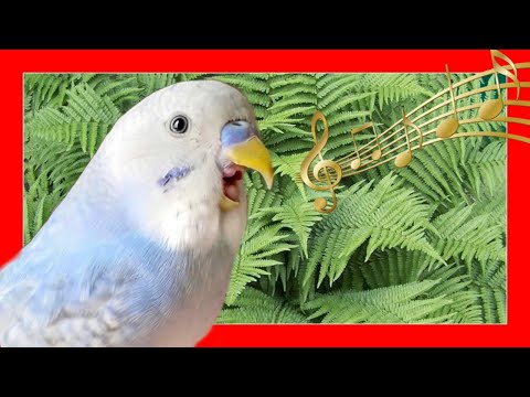 Vídeo: Cacatua-de-crista de enxofre maior