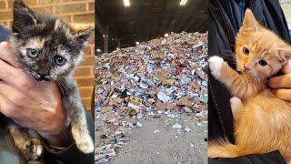 'Miracle' kittens rescued after near-tragedy at recycling plant | Localish