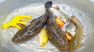 Kem Chanel bắt cá ống nước thần kỳ được cá chép, cá bống, cá trê, cá vàng, cá màu sắc thả bể bơi