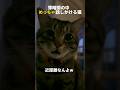 【夜中ですら、可愛い猫との会話を大切にする！】#shorts #猫 #保護猫