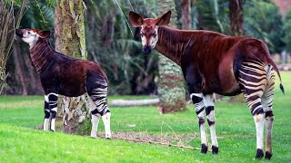 Beni the Okapi Makes First Appearance on Disney’s Animal Kingdom Lodge Savanna  Walt Disney World