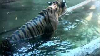 Tiger Water Romp! San Diego Zoo