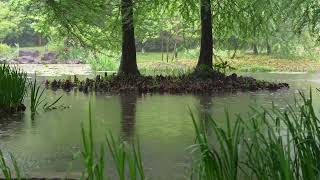 The beautiful little lake is raining(147) , sleep, relax, meditate, study, work, ASMR