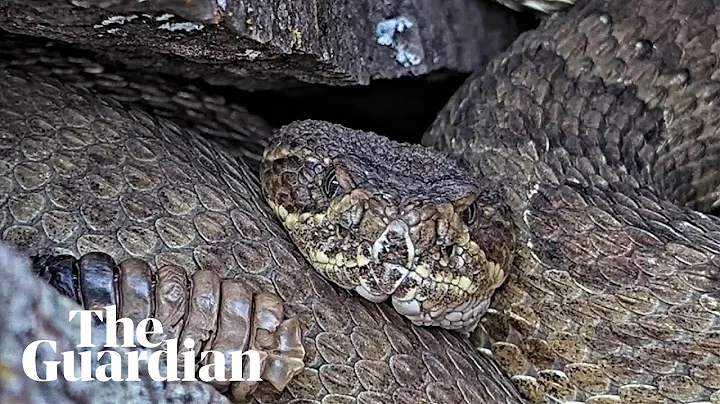Rattlesnake 'mega den' with as many as 2,000 snakes livestreaming from Colorado