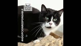 Cantabria Felina - MICHA - #adopciónresponsable