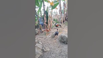 gà rừng giải nhất gáy cực phê.qaib qus zaim nyawb qua zoo tiag tiag