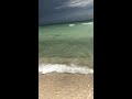 Shark on perdido key beach wdhn