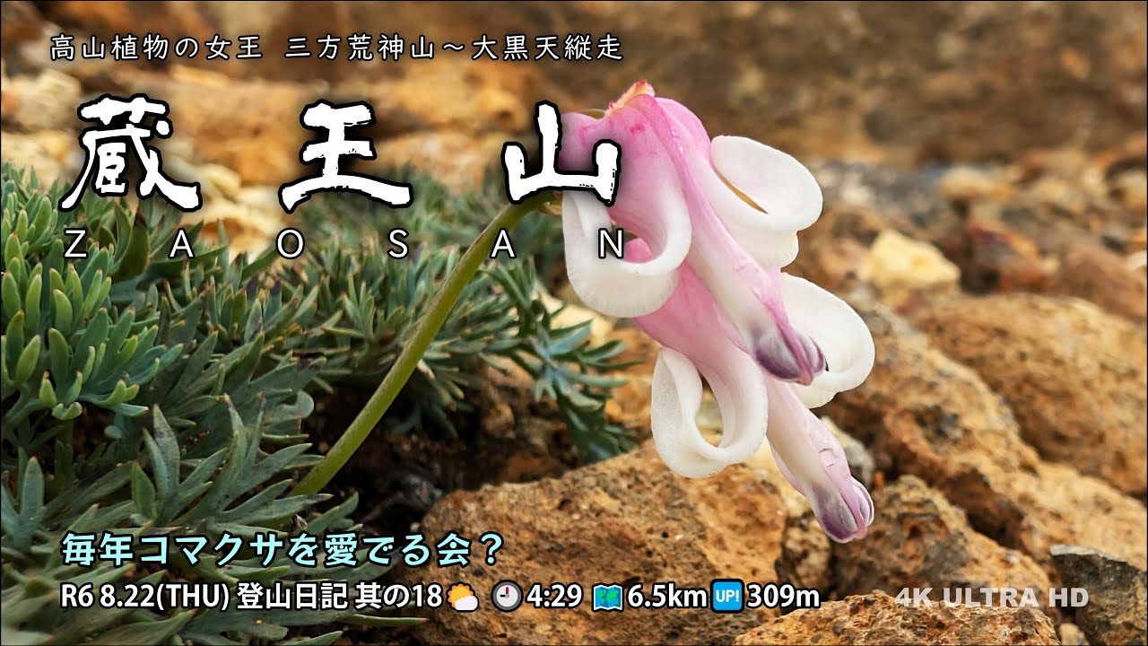 【登山日記】 R6 8.22 其の18 蔵王山 『高山植物の女王』 4K