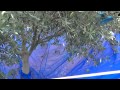 Olibrella olive harvest catch net