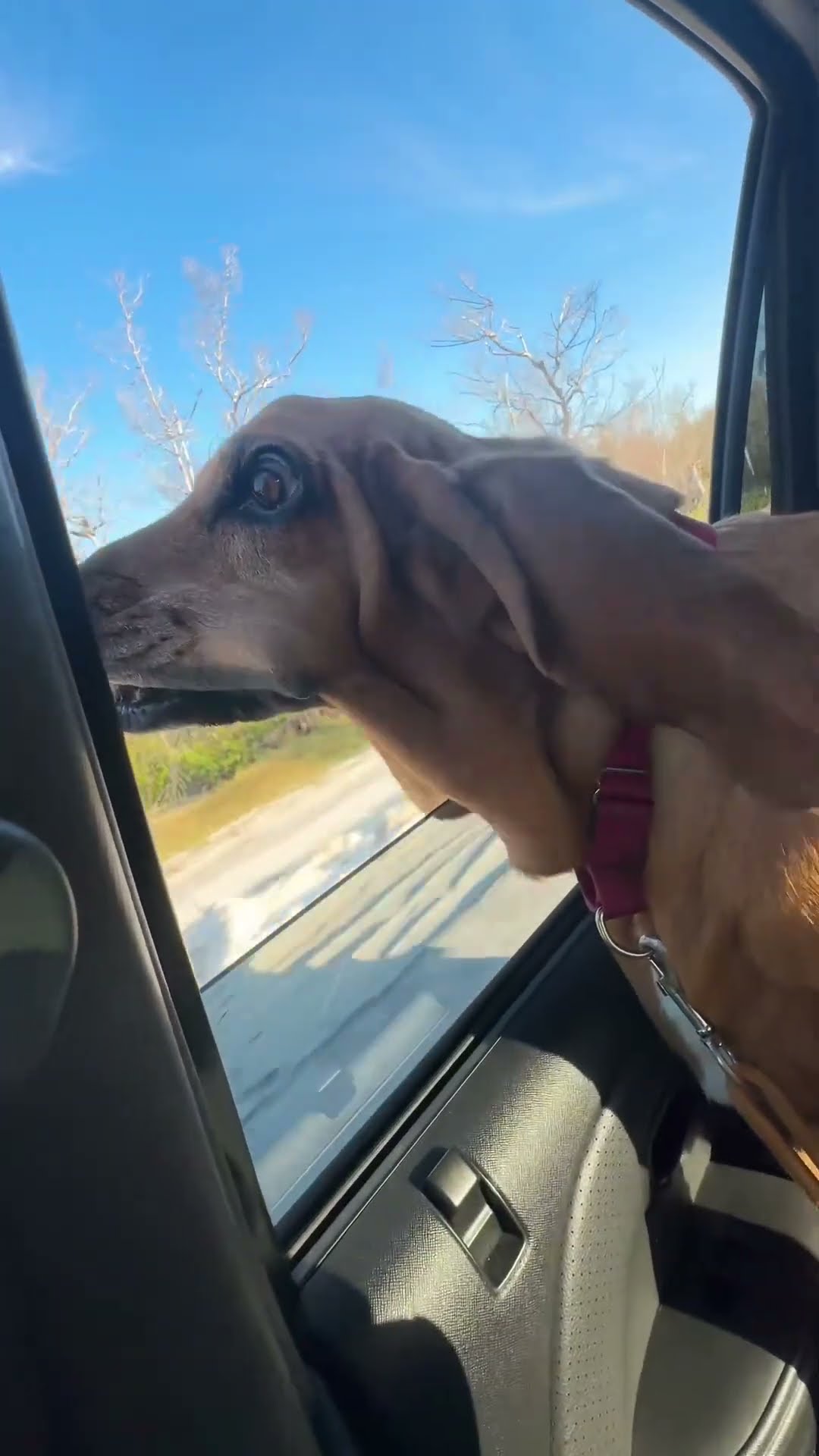 Basset's Wrinkles And Folds Flap In The Wind || ViralHog