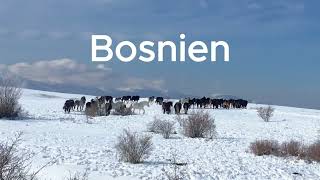 Wild lebende Pferde in Bosnien (deutsche Untertitel)