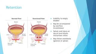 Chapter 18 Urinary System and Diagnostic Tests