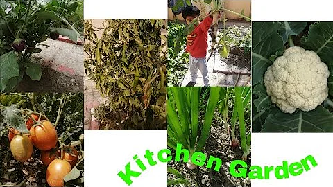 Tour of my Kitchen Garden | Adeela Vlogs