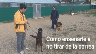 CÓMO ENSEÑARLE A NO TIRAR DE LA CORREA