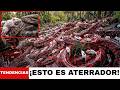 Millones de ratones CAÍDOS: REVELADO el plan Everglades Python