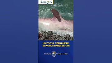 Hiu Tutul Terdampar di Pantai Pangi Blitar #shorts
