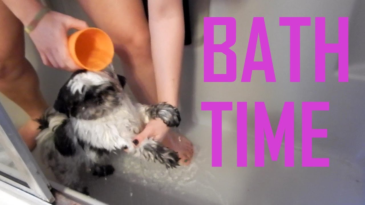 ally-the-shih-tzu-bath-time-youtube
