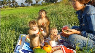 Woohoo...Family Monkey Hang Out!! Dodo, Donal Have A Picnic With Super Small Moly On Green Field