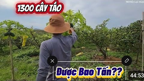 VƯỜN 1300 CÂY TÁO NĂM NAY ĐƯỢC BAO TẤN I NÚI ĐỒI LỤC NGẠN