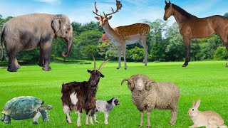 Lifespan of Herbivores - Horses, Goats, Elephants, Giraffes, Sheep