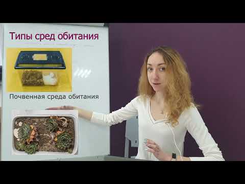 ВИДЕОУРОК по Экологии. Среда обитания. Факторы среды. Типы сред обитания. 10, 11 класс ОГЭ/ ЕГЭ