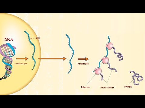 Protein Sentezi | Soru Çözümü | MŞÇ İle Biyoloji