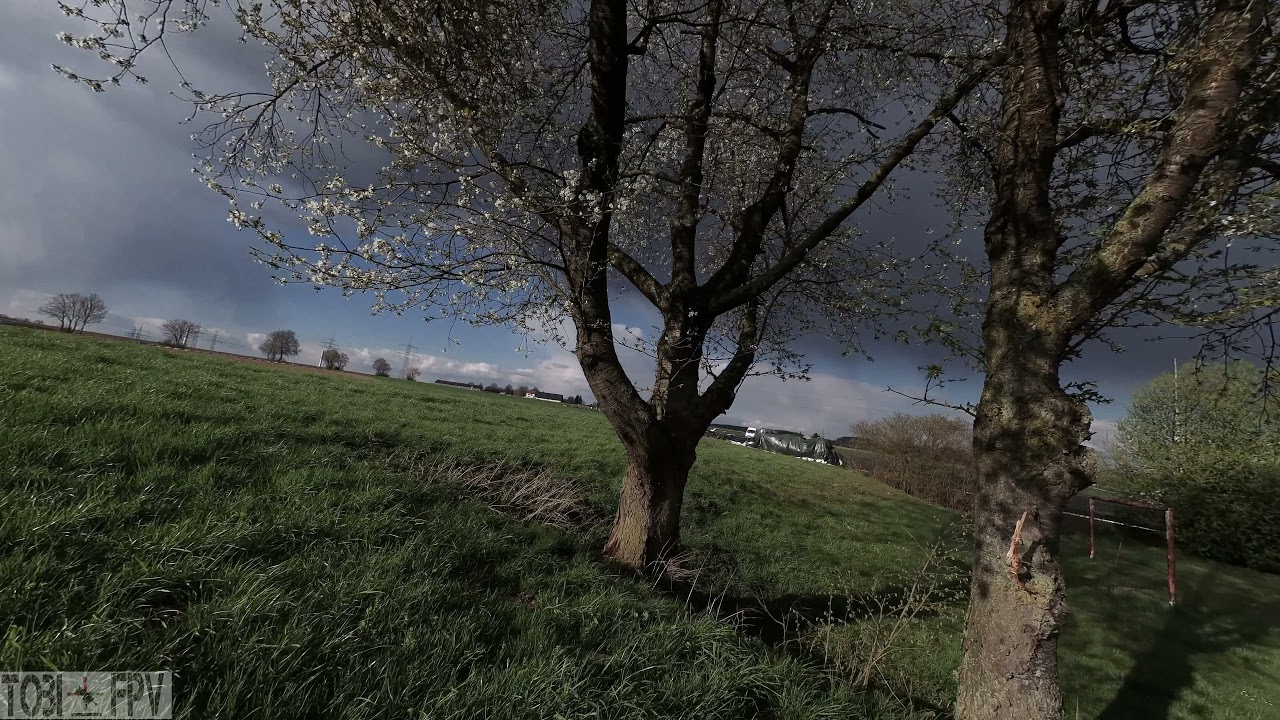 Luminier Freybott SMO