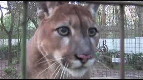 Owen Wilson vs Cougar "wow"