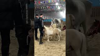 The Science Behind Successful Horse Breeding 192