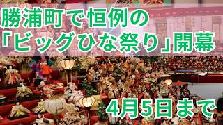 勝浦町で恒例の「ビッグひな祭り」が開幕