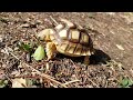 Baby Sulcata Tortoise Hatchling Walks on Land