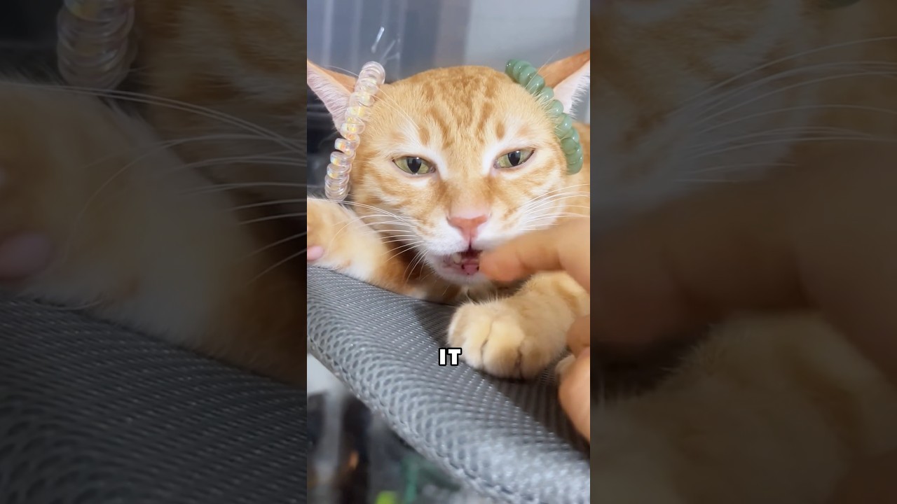 This kitty ka le #animal #cat #pets #cats #kitten #funny #funnyvideo #funnyshorts #funnycats