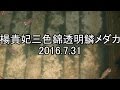 楊貴妃三色錦透明鱗メダカ