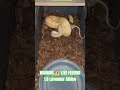 WARNING ⚠️ LIVE FEEDING #warning #live #feed #feeding #batman #brucewayne #clown #snake #animals #bp
