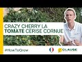 La culture au potager de la tomate cerise allongée CRAZY CHERRY ? - #HowToGrow | HM.CLAUSE