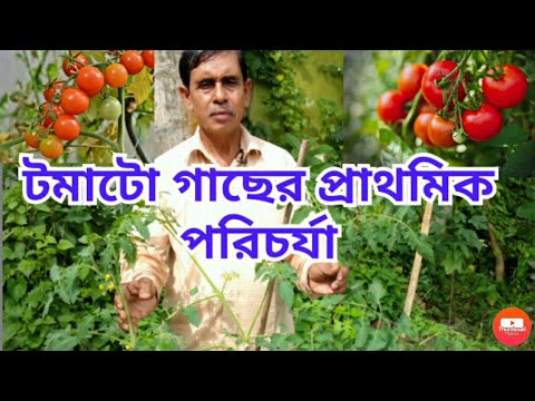 Video: Sun Leaper Tomat Care – How To Grow Sun Leaper Tomat Plants